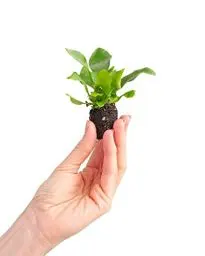 Produktbild: PLNTS - Baby Platycerium Bifurcatum (Hirschhorn Farn) - Zimmerpflanzen, Pflanzen Echt, Nachhaltige Verpackung - 2cm Stecklinge - Höhe 10cm - Direkt von der Gärtnerei