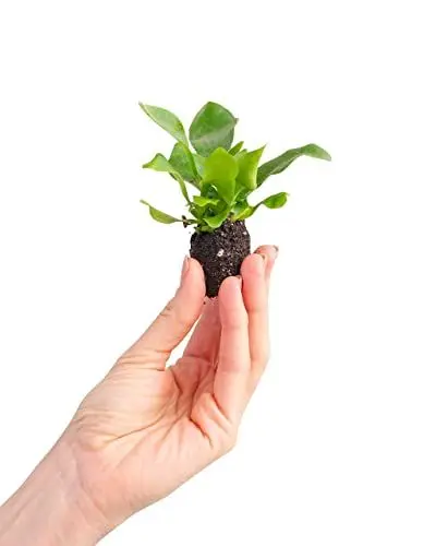 Produktbild: PLNTS - Baby Platycerium Bifurcatum (Hirschhorn Farn) - Zimmerpflanzen, Pflanzen Echt, Nachhaltige Verpackung - 2cm Stecklinge - Höhe 10cm - Direkt von der Gärtnerei