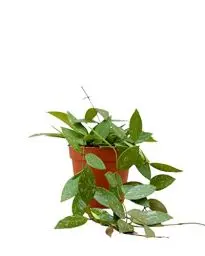 Produktbild: PLNTS - Hoya Gracilis (Wachsblume) - Zimmerpflanzen, Pflanzen Echt, Nachhaltige Verpackung - 12cm Topf - Höhe 20cm - Direkt von der Gärtnerei