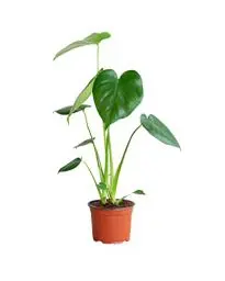 Produktbild: PLNTS - Monstera Deliciosa - Zimmerpflanzen, Pflanzen Echt, Nachhaltige Verpackung Fensterblatt- 12cm Topf - Höhe 45cm - Direkt von der Gärtnerei