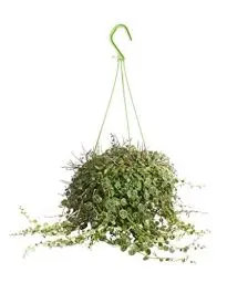 Produktbild: PLNTS - Peperomia Prostrata - Zimmerpflanzen, Pflanzen Echt, Nachhaltige Verpackung - 14cm Topf - Höhe 20cm - Direkt von der Gärtnerei