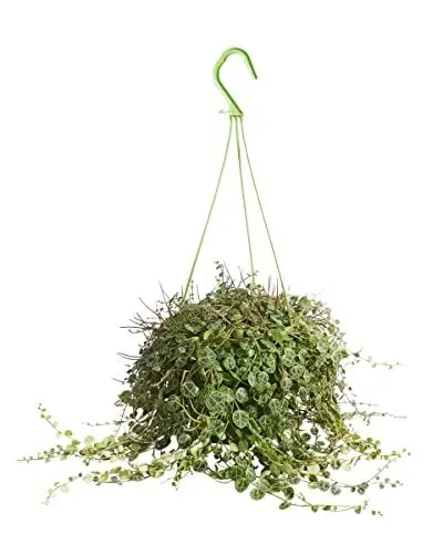 Produktbild: PLNTS - Peperomia Prostrata - Zimmerpflanzen, Pflanzen Echt, Nachhaltige Verpackung - 14cm Topf - Höhe 20cm - Direkt von der Gärtnerei