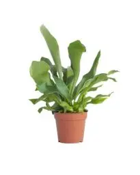 Produktbild: PLNTS - Platycerium Bifurcatum (Hirschhorn Farn) - Zimmerpflanze - Zimmerpflanzen, Pflanzen Echt, Nachhaltige Verpackung -12cm Topf - Höhe 35cm - Direkt von der Gärtnerei