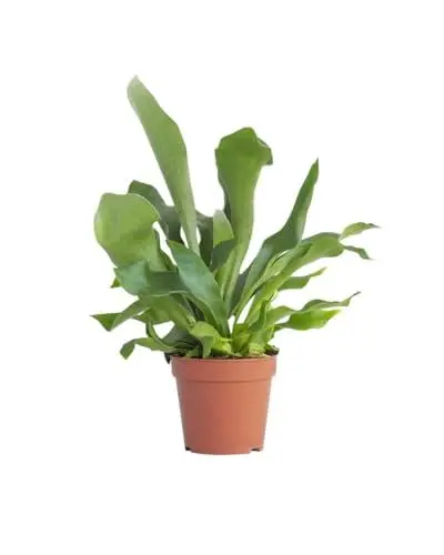 Produktbild: PLNTS - Platycerium Bifurcatum (Hirschhorn Farn) - Zimmerpflanze - Zimmerpflanzen, Pflanzen Echt, Nachhaltige Verpackung -12cm Topf - Höhe 35cm - Direkt von der Gärtnerei