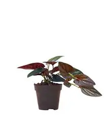 Produktbild: PLNTS - Syngonium Red Arrow - Zimmerpflanzen, Pflanzen Echt, Nachhaltige Verpackung - 12cm Topf - Höhe 20cm - Direkt von der Gärtnerei