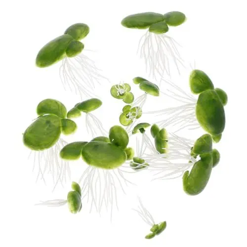 Produktbild: PRETYZOOM 36St Nachgemachte Pflanzen Teichsimulation Entengrütze Aquarienanlage Wasserlinsen- Teichlandschaft Miniatur Künstliche Aquarienpflanzen schwimmende Entengrütze PVC Green