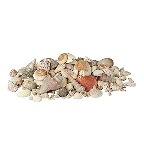 Produktbild: Relaxdays Muschel Deko im Set, XL-Mix mit großen Meeresschnecken, Herzmuscheln, maritime Tischdeko zum Basteln 2kg, bunt