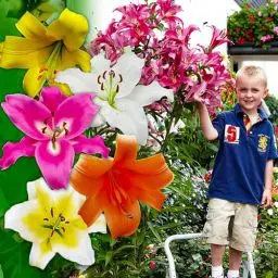 Produktbild: Riesen Lilien Zwiebeln Baum Kollektion - Winterharte Blumenzwiebeln - Packung mit 15 Stück in 5 Sorten und Farben - Mischung aus Holland zum Gartenpflanzen - große Knollen(kein Samen, nicht künstlich)