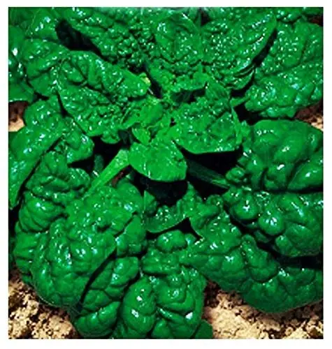 Produktbild: Riesige igel spinat samen amerika - gemüse - spinacea oleracea - ca. 400 samen - die besten pflanzensamen - blumen - seltene früchte - riesenspinat - originelle geschenkidee