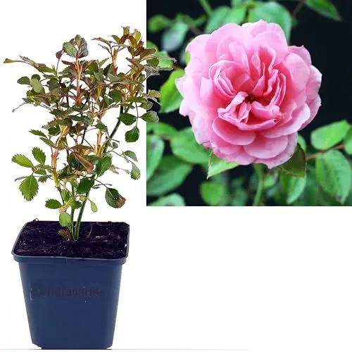 Produktbild: Rose rosa 1 Stück | Bodendeckerrose Rosa the Fairy Intragarten im Topf gewachsen Rosenbusch