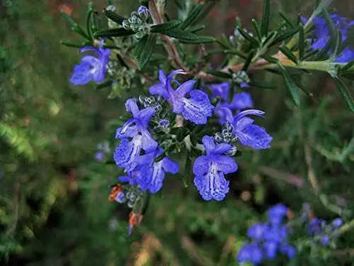 Produktbild: Rosmarin officinalis 25 Stück winterhart Aroma-Staude, Heckenpflanze Bodendecker T9x9