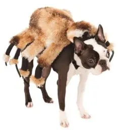 Produktbild: Rubie's Official Riesenspinne, Halloween-Kostüm, für Hunde, Haustier, Größe S, Hals bis Schwanz 27,9 cm, Brust 35,6 cm Halloween