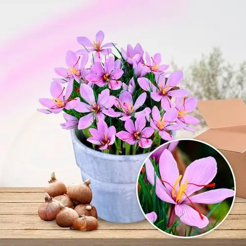 Produktbild: Safran Krokusse Sativus Zwiebeln (50 Stück), Exklusive Blumenzwiebeln aus Holland, Mehrjährig und winterhart, Echte große Krokus Ziebel/Knolle (kein Samen) für Garten, Töpfe und Balkon