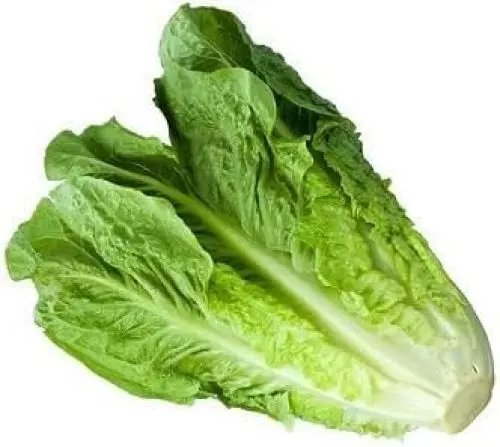 Produktbild: Salat Gemüsesamen 100 Stück Grün