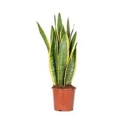 Produktbild: Bloomique - Sansevieria Laurentii - Bogenhanf - Sukkulenten - Zimmerpflanzen - Sehr Pflegeleicht - Höhe 60-70 cm - Topf 17 cm