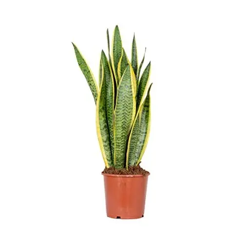 Produktbild: Bloomique - Sansevieria Laurentii - Bogenhanf - Sukkulenten - Zimmerpflanzen - Sehr Pflegeleicht - Höhe 60-70 cm - Topf 17 cm