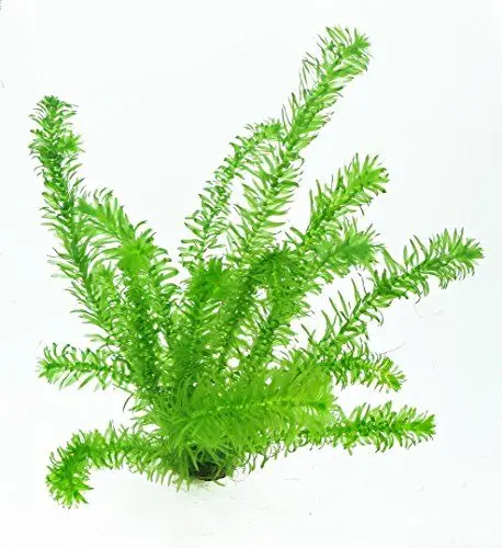 Produktbild: Sauerstoffpflanze Dichtblättrige Wasserpest/Egeria Densa, Klärpflanzen, winterharte Sauerstoffpflanzen