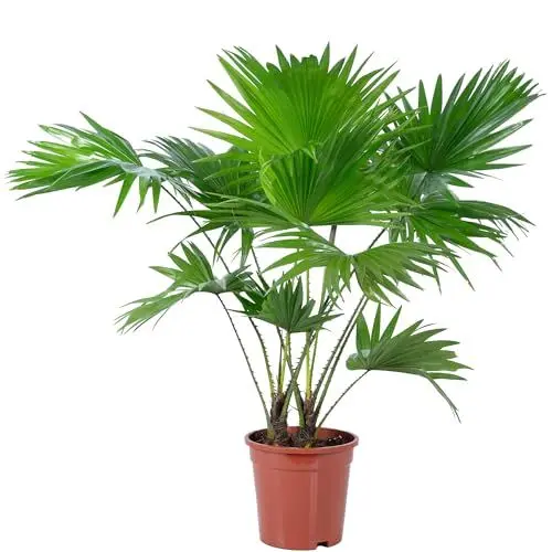 Produktbild: Schirmpalme - echte Zimmerpflanze, Livistona - Höhe ca. 60 cm, Topf-Ø 17 cm