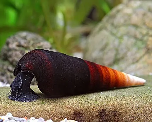 Produktbild: Schnecken Garnelio - Cappuccinoschnecke - Faunus sp.
