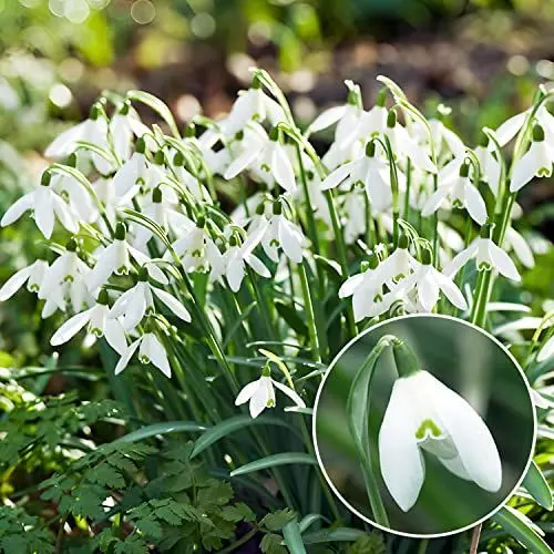 Produktbild: Schneeglöckchen Galanthus Woronowii/Nivalis Blumenzwiebeln (50 Zwiebeln), Winterharte mehrjährige Zwiebeln, Pflanzen aus Holland für Garten und Topf (große Knollen, kein Samen und nicht künstlich)