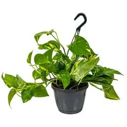 Produktbild: Bloomique - Scindapsus Aureum - Efeutute - Hängepflanze - Zimmerpflanzen - Kletterpflanzen für drinnen - Pflegeleicht - Luftreinigend - Höhe 20-30 cm - Topf 17 cm