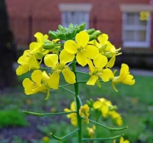 Produktbild: Senfblumensamen 50 Stück Gelb