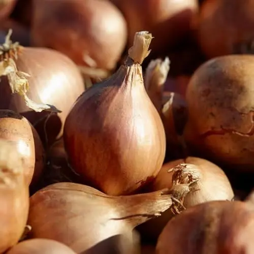 Produktbild: Shallot Steckzwiebeln Yellow Moon (500 gr) - Frühlingszwiebeln Winterhart - Hoher Qualität aus Holland (kein Samen) - Mild scharfe Gemüsezwiebel - Steckzwiebel größe 14-21 mm