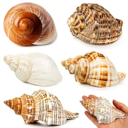 Produktbild: SKOOLOVE 5 Extra Große Muscheln Einsiedlerkrebse Gehäuse, Natürliche Muschel größe 7,6–11,9 cm, Öffnungsgröße 4,1–6,9 cm, Maritime Deko Muscheln, Große Muschel