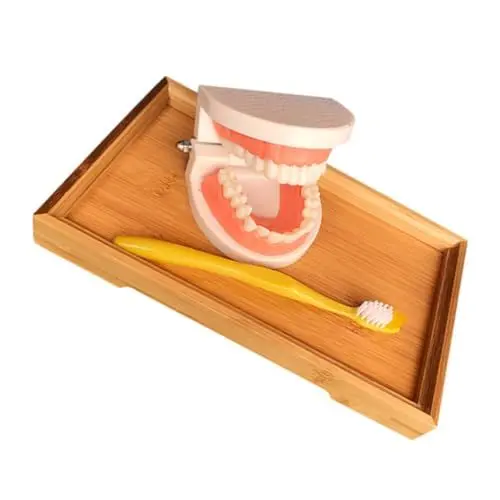 Produktbild: SOLUSTRE 1 Satz Lehrmittel Für Das Zähneputzen Pädagogisches Zahnmodell Vorschulspielzeug Zahnmodell Für Frühes Lernen Für Kinder Zähne Modell Kinder Erkennen Zahnmodell Prothesenmodell Abs