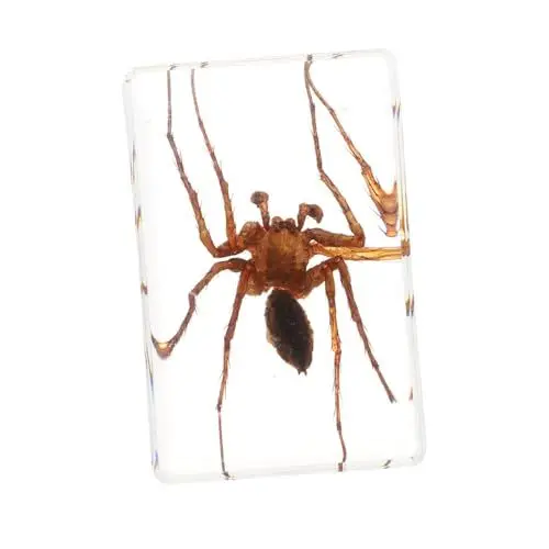 Produktbild: SOLUSTRE 1 Stk Insektenexemplar Spinne Medaillon Eule Spielzeugkäfer bernsteinfarbener tarantula naturwissenschaften Tarantel natürliche Bernsteinproben dekorative Exemplare Harz