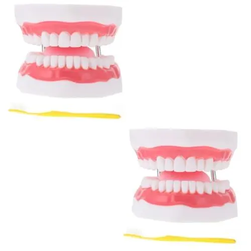 Produktbild: SOLUSTRE 2 Stk Zahnmodell dentaler Typodont zahnmedizinisches Studienmodell Typodont-Modell Zähne Modell toothbrush childrens toothbrush Zahnreinigungsspielzeug Kinderzahnspielzeug PVC