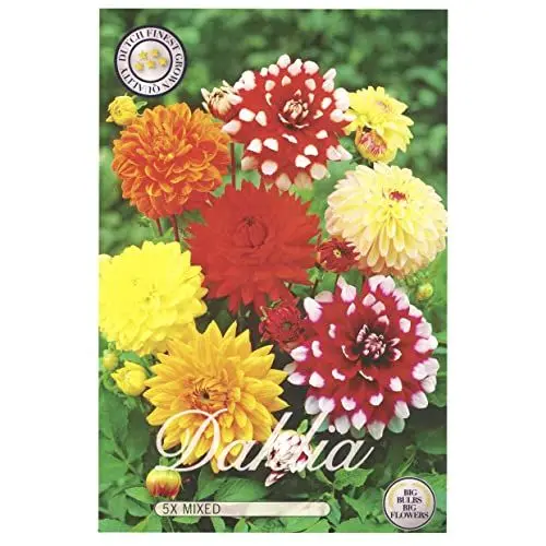 Produktbild: Sommerblumen Dahlien Knollen Blumenzwiebeln Mix Dahlia Bunte Auswahl im Mix für Sommer Blume Knolle Blumezwiebel Set Bunte Blüten mehrjährig (5x Dahlien Decorative)