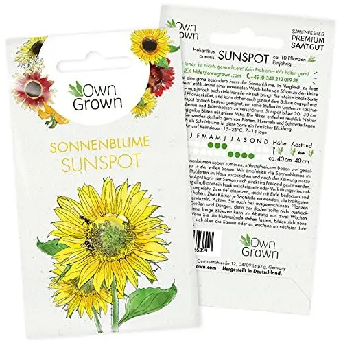 Produktbild: Sonnenblumen Samen Sunspot (Helianthus annuus): Premium Sonnenblumen Saatgut für Sonnenblume Mini Sorte, Sonnenblume Saat zur Anzucht von ca. 30 Pflanzen – Insektenfreundliche Blumensamen von OwnGrown