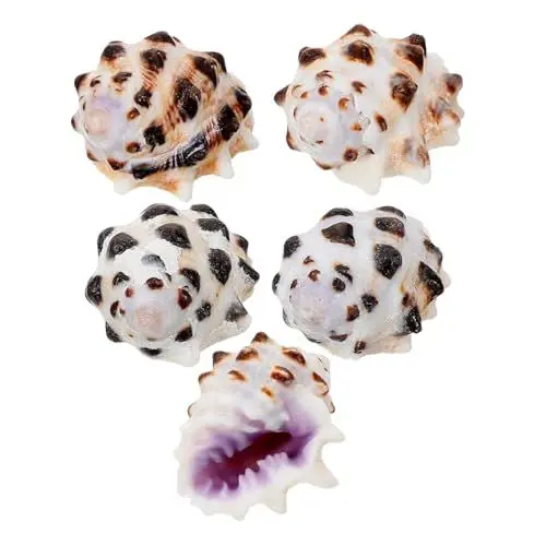 Produktbild: Sosoport 5 Stück Muschelschalen Garnieren Desktop Muschel Dekor Muschel Schmücken Für Aquarium Muschelschalen Dekorative Muschel Schmücken Muscheln Naturhandwerk Muschel Natürliche