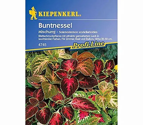 Produktbild: Sperli Blumensamen Buntnessel Blumei-Hybride, grün