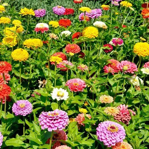 Produktbild: Sperli Blumensamen Zinnien dahlienblütige Mischung, grün