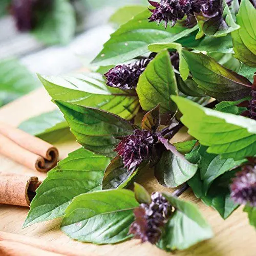 Produktbild: Sperli Gemüsesamen Thaibasilikum Siam Queen, grün