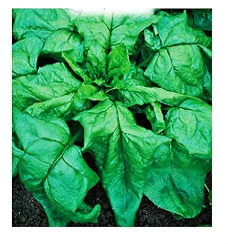 Produktbild: Spinatsamen monstrueux de viroflay - gemüse - spinacea oleracea - sp005 - die besten pflanzensamen - blumen - seltene früchte - spinat - originelle geschenkidee - ca. 1000 samen