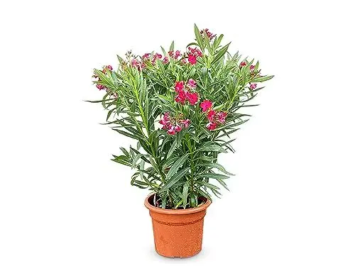 Produktbild: Sunny Tree Oleander - farbe Rot - 80/100 cm - Nerium Oleander Pflanze für draußen - Immergrün im Winter - Mediterrane Pflanze