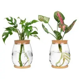 Produktbild: Tagtight Hydrokultur Glasvasen, Tisch Tulpenvase Blumenvase mit tablett und Deckel, Pflanzgefäß Vase Glas Wasserstation, Terrarium Pflanzen, Glas Pflanzer Propagation Station für Home Office Decor