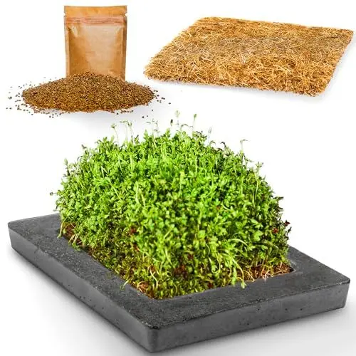 Produktbild: Terieur Kresse Anzuchtschalen Set + Kresse Samen + Anzuchtmatte, Sprossen Anzuchtset langlebig in hochwertiger Beton Optik, Microgreens frisch ernten, Kresseschale, Keimschale für Sprossen