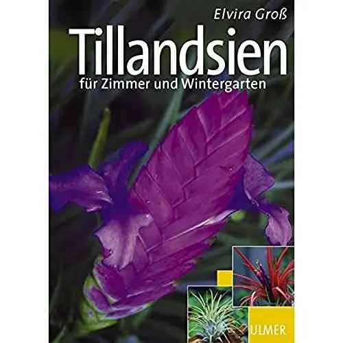 Produktbild: Tillandsien: für Zimmer und Wintergarten
