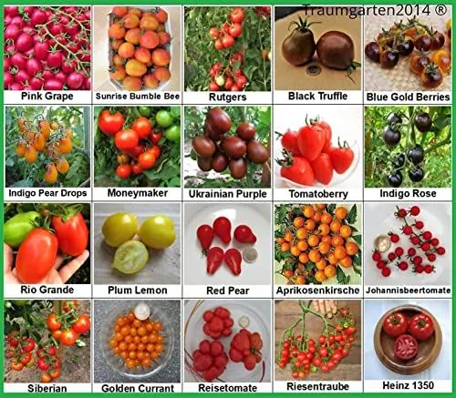 Produktbild: Tomaten Set 2 : TOP Qualität Saatgut aus Deutschland, 20 Sorten, Ohne Gentechnik, 100% samenfest, Tomate Fleischtomate Cherrytomate, Sammlung von Raritäten