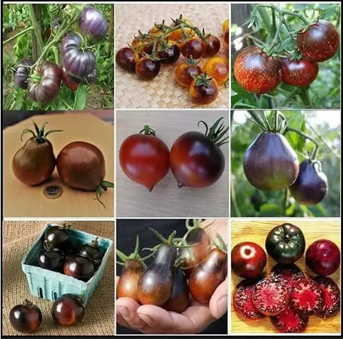 Produktbild: Tomatensamen Dunkle/Schwarze Tomatensorten, TOP Qualität aus Deutschland, ohne Gentechnik, Saatgut, essbare und gesunde Tomaten, Rarität, extravagant