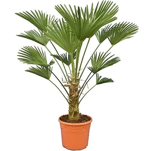 Produktbild: Trachycarpus wagnerianus, Hanfpalme, Palme, Winterhart - Gesamthöhe 110-130 cm - Stammhöhe 30-40 cm - Ø 35 cm (6953