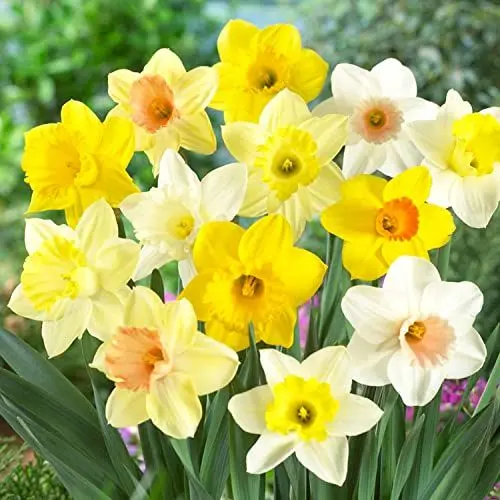 Produktbild: Trompete duftende Narzissen Zwiebeln Kollektion (25 Osterglocken), mehrjährig und winterhart, Blumenzwiebeln Mix aus Holland für Garten und Topf, 6-7 Sorten (kein Samen, nicht künstlich)