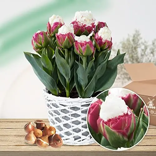Produktbild: Tulpen Ice Cream (10 Zwiebeln) - Exklusive Tulpenzwiebeln Sorte aus Holland - Winterharte und Mehrjährig Tulpe für Garten, Töpfe und Balkon.
