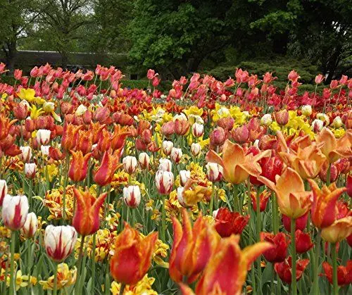 Produktbild: Tulpen Mischung 20 Blumenzwiebeln