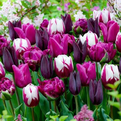 Produktbild: Tulpen Zwiebeln Lila & Schwarz & Weiß Mischung - 25 Blumenzwiebeln - Tulpenzwiebeln winterhart mehrjährig - Niederländische Qualität - Für Garten, Töpfe und Balkon