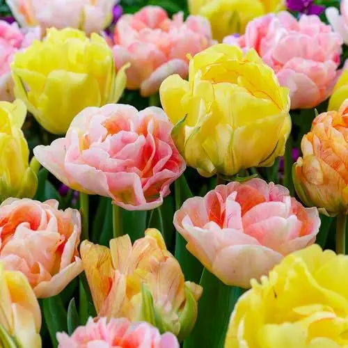Produktbild: Tulpen Zwiebeln Pastell Mischung - 25 Blumenzwiebeln - Tulpenzwiebeln winterhart mehrjährig - Niederländische Qualität - Für Garten, Töpfe und Balkon